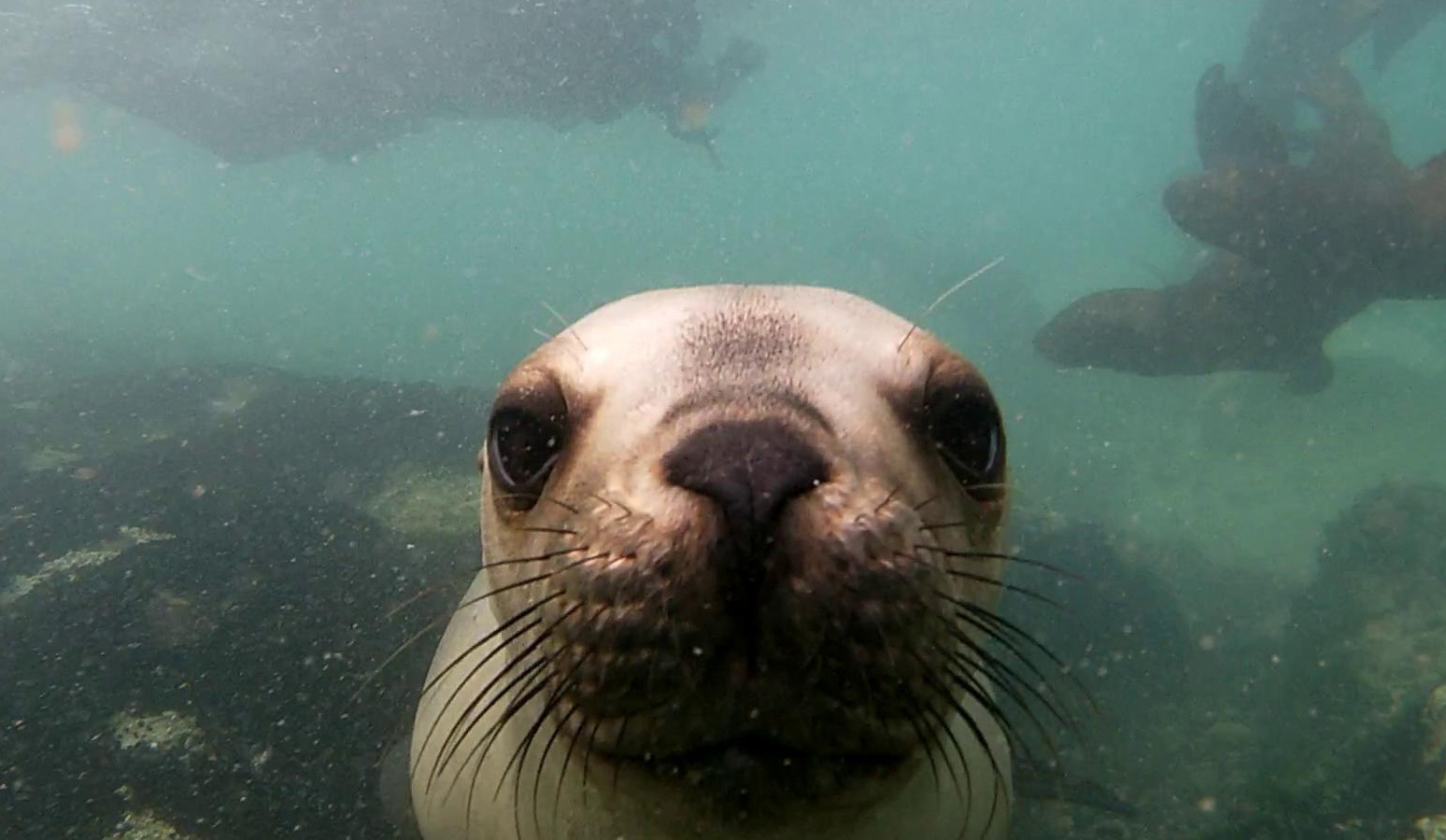 Buceo SeaMonkeys