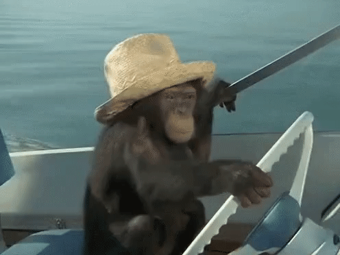 Monkey